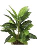 Plantas Sortidas 0371-7