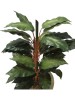 Plantas Sortidas 0371-7