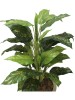 Plantas Sortidas 0371-7