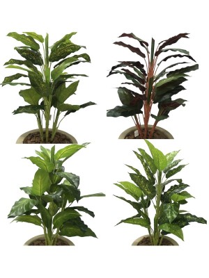 Plantas Sortidas 0371-7