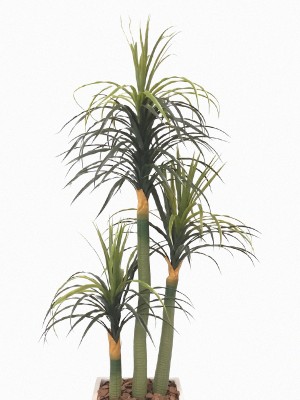 Árvore Dracena 9175-4