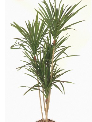 Árvore Dracena B299-10