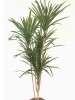 Árvore Dracena B299-10