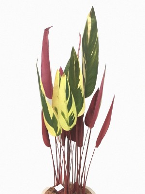  Árvore Maranta B299-5