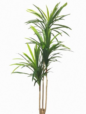 Árvore Dracena B299-8