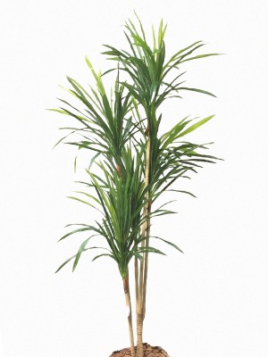 Árvore Dracena B299-9